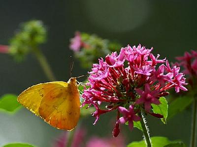 Photo Butterfly Flower Insect