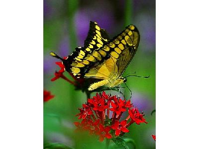 Photo Butterfly Flower 2 Insect