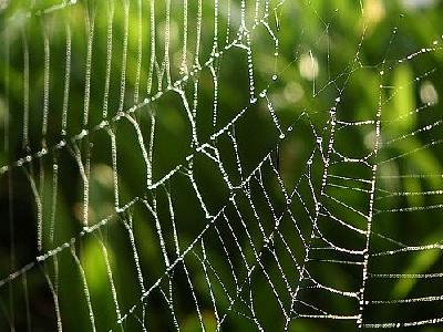 Photo Dew And Spiderweb Insect