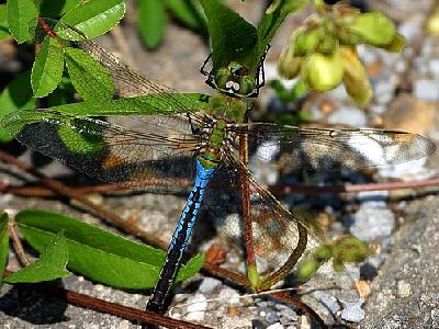 Photo Dragonfly Insect