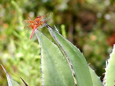 Photo Dragonfly 2 Insect