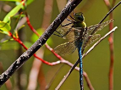 Photo Dragonfly Wings Insect