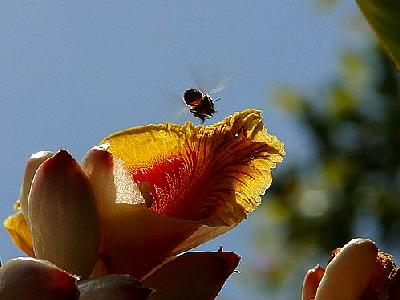 Photo Flower Bee Insect