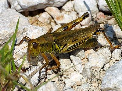 Photo Grasshopper Insect