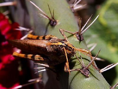 Photo Grasshoppers Insect