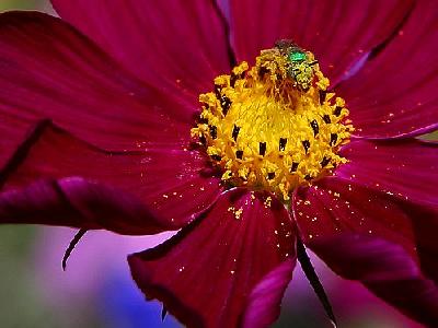 Photo Green Bug On Flover Insect