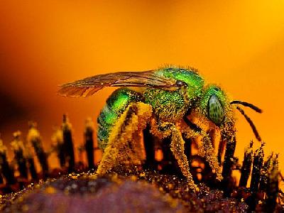 Photo Green Sweat Bee Insect