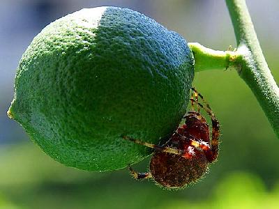 Photo Lime Spider Insect