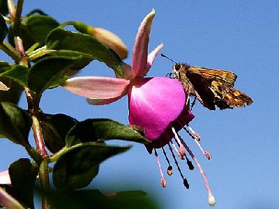 Photo Moth And Fuchsia Insect