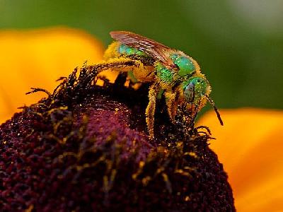 Photo Pollen And Sweat Bees Insect