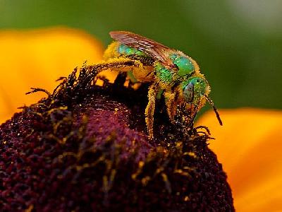 Photo Pollen And Sweat Bees Insect