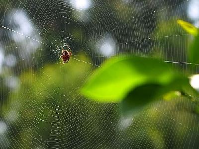 Photo Spiderweb Insect