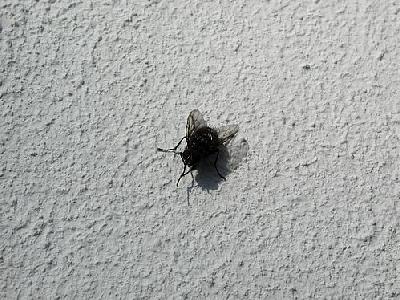 Photo Fly 3 Insect