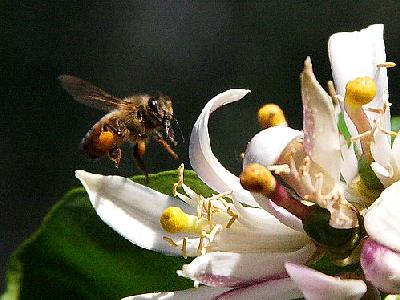 Photo Bee Wings Insect