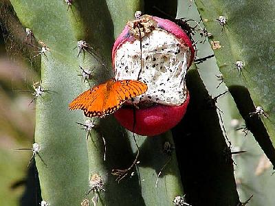 Photo Butterfly And Cacti Insect