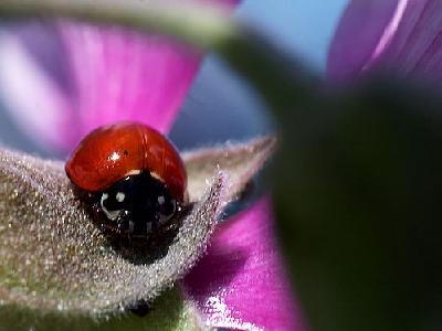 Photo Lady Bug Insect