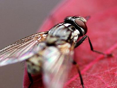 Photo Red Leaf And Housefly Insect