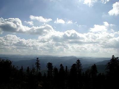 Photo Forest 12 Landscape