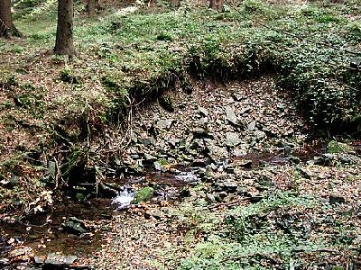Photo Forest 37 Landscape