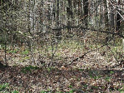 Photo Forest 54 Landscape