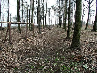Photo Forest 70 Landscape