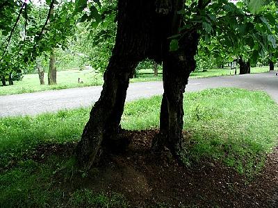 Photo Forest 73 Landscape