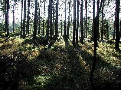Photo Forest 83 Landscape