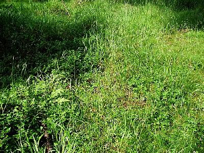 Photo Grass Landscape