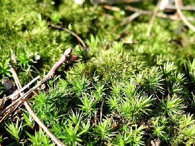 Photo Moss Landscape