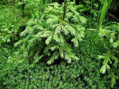 Photo Moss 7 Landscape