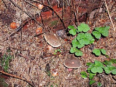 Photo Mushrooms Landscape