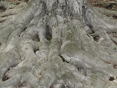 Photo Roots Landscape