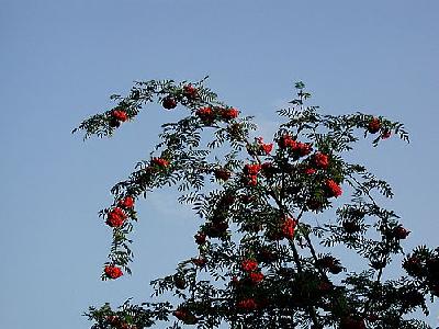 Photo Rowan Landscape