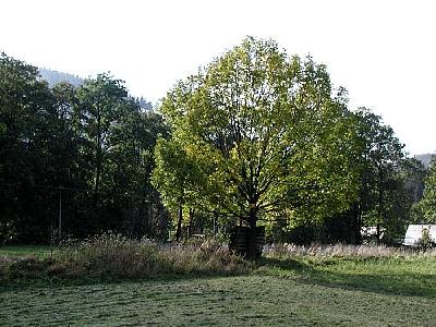 Photo Tree 2 Landscape