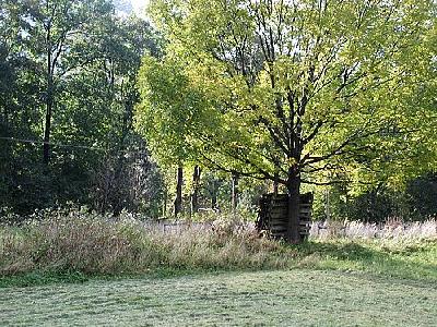 Photo Tree 3 Landscape