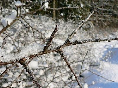 Photo Frost On Tree Twig Landscape
