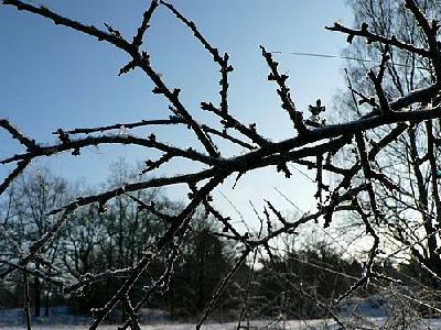 Photo Frostbitten Twig Landscape