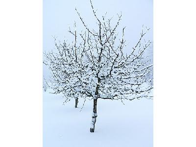 Photo Fruit Tree In Winter Clothing Landscape