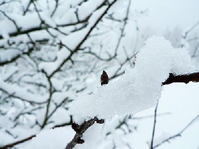 Photo Snow Branch Landscape