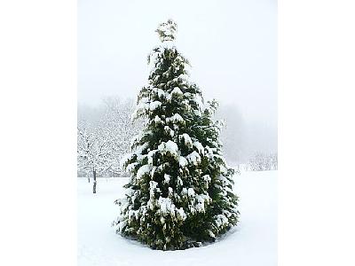 Photo Snow On Cypress Tree Landscape