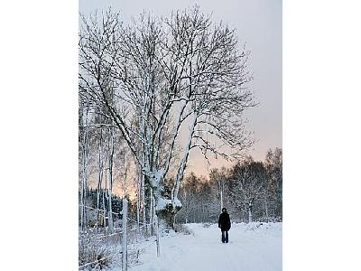 Photo Snow White Tree Landscape