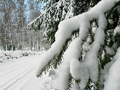 Photo Snowy Branch Landscape