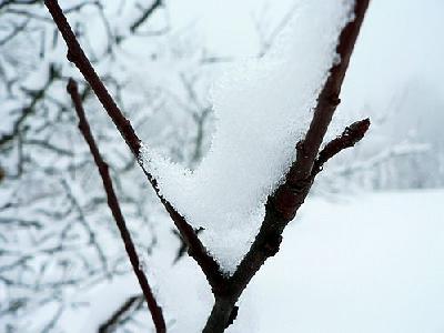 Photo Snowy Branch 2 Landscape