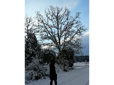 Photo Snowy Oak Tree Landscape
