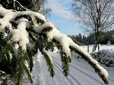 Photo Snowy Spruce Branch Landscape