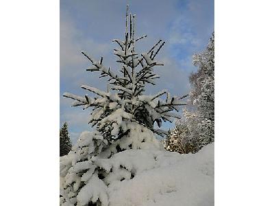 Photo Snowy Spruce Tree Landscape