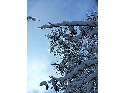 Photo Snowy Tree Landscape