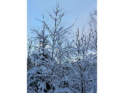 Photo Snowy Trees Landscape