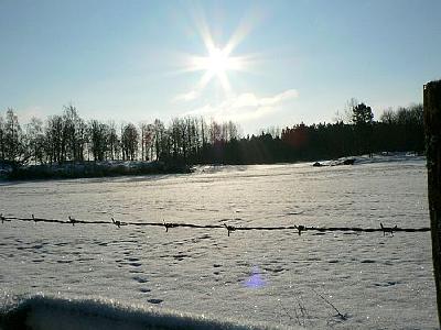 Photo Sunshine On Cattle Field Landscape