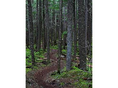 Photo Forest Trail Landscape